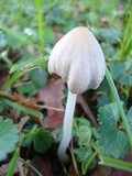 Coprinellus truncorum image