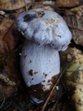 Cortinarius alboviolaceus image