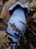 Cortinarius alboviolaceus image