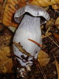 Cortinarius alboviolaceus image