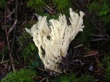 Clavulina coralloides image