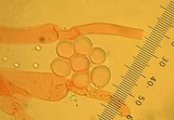 Clavulina coralloides image
