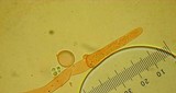Clavulina coralloides image
