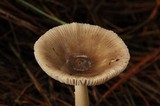Amanita sect. Vaginatae image