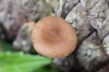Baeospora myosura image