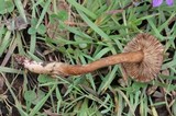 Lactarius lignyotellus image