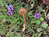 Lactarius lignyotellus image