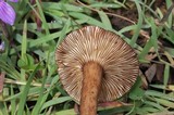 Lactarius lignyotellus image