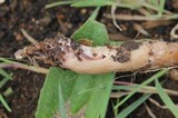 Lactarius lignyotellus image