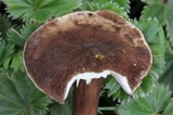 Lactarius lignyotellus image