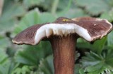 Lactarius lignyotellus image