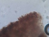Lactarius lignyotellus image