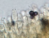 Lactarius lignyotellus image