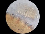 Lactarius lignyotellus image
