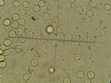 Amanita sect. Vaginatae image