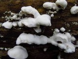 Gloeoporus dichrous image