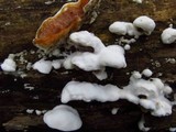 Gloeoporus dichrous image