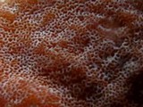 Gloeoporus dichrous image