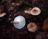 Hygrophorus arbustivus image