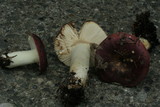 Russula xerampelina image