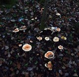 Hygrophorus pudorinus image