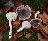 Tricholoma terreum image
