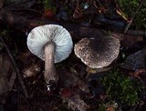 Tricholoma atrosquamosum var. squarrulosum image