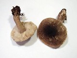 Tricholoma atrosquamosum image