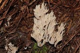 Clavulina coralloides image