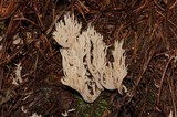Clavulina coralloides image