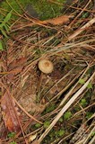 Xerula hispida image