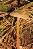 Xerula hispida image