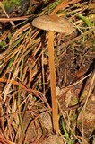 Xerula hispida image