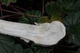 Amanita xylinivolva image