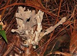 Clavulina rugosa image