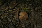 Pluteus nanus image