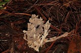 Clavulina rugosa image