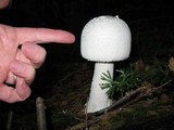 Amanita polypyramis image