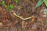 Elaphocordyceps capitata image