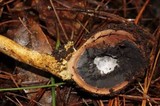 Elaphocordyceps capitata image