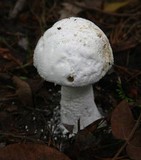 Amanita polypyramis image