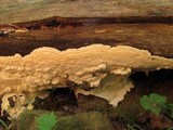 Oxyporus corticola image