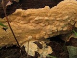 Oxyporus corticola image