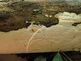 Oxyporus corticola image
