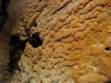 Oxyporus corticola image