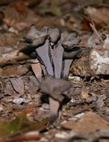 Craterellus fallax image