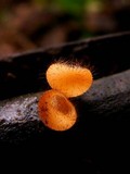 Cookeina tricholoma image