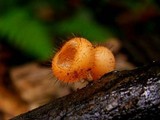 Cookeina tricholoma image