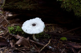 Leucocoprinus brebissonii image