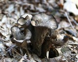 Craterellus foetidus image